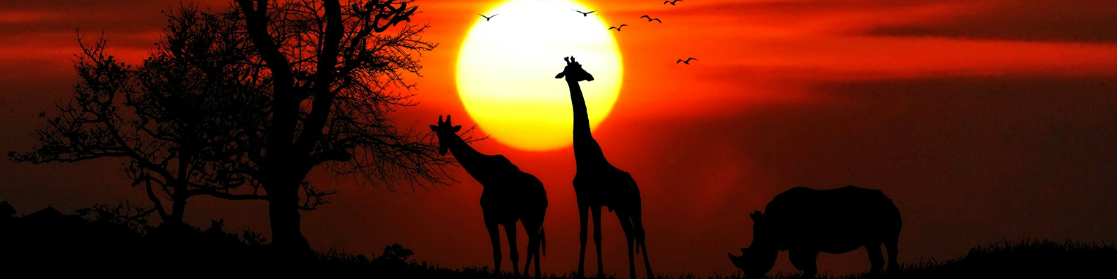 Silhouettes of giraffes and a rhinoceros against a sunset sky with a tree on the left.